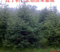 【万达苗圃(图)、庭院造型罗汉松、花垣造型罗汉松】,价格,厂家,供应商,花木,万达 - 个体经营 - 产品库