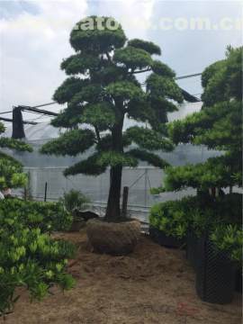 【万达苗圃(图)、庭院造型罗汉松、花垣造型罗汉松】,价格,厂家,供应商,花木,万达 - 个体经营 - 产品库