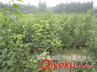 全国大量供应梨树苗苗圃(泰安风坦苗木中心)-泰安高新区凤坦苗木中心提供全国大量供应梨树苗苗圃(泰安风坦苗木中心)的相关介绍、产品、服务、图片、价格泰安高新区凤坦苗木中心、果树苗;绿化苗;占地苗;果树苗;绿化苗;各种种子