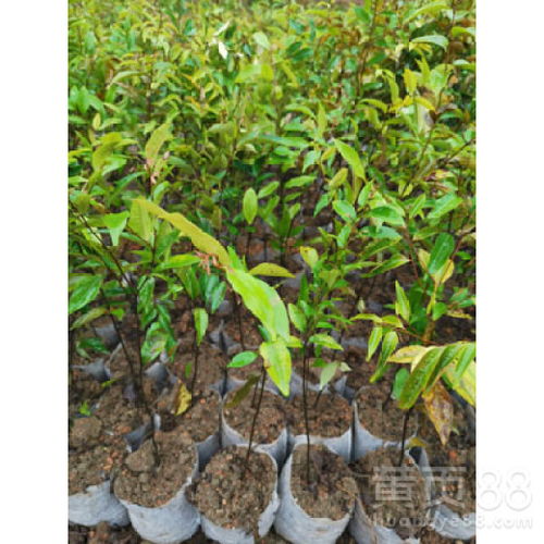 【福新苗圃红椎杯苗,周口销售红椎苗批发代理】- 