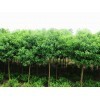 |供应产品|南京泉北苗圃