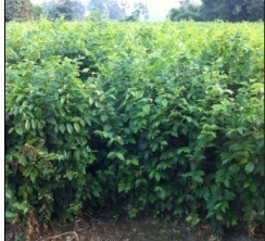 苗圃批发朴树小苗50-150公分 价格 四川成都千蜀园林出售_农副产品_世界工厂网中国产品信息库