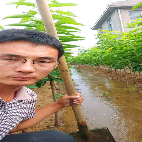 樱桃苗圃报价 厂家