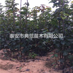 新闻 早酥红梨树苗哪里有 泰安红梨树苗