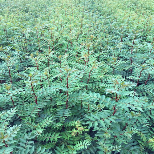 【花椒种苗价格、花椒种苗批发价格】- 