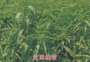 山东泰安珍稀苗圃