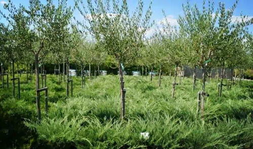 高逼格苗圃生产模式,这样的苗圃想出次品都难