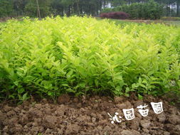 金叶女贞 金叶女贞供应 湖南长沙沁园苗圃