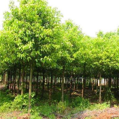 绿化树批发 单杆香樟树 苗圃基地直销 红鑫园林