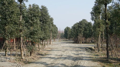 成都香樟苗圃基地直销10 30公分熟货香樟易成活